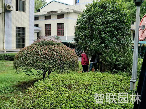 湖南理工大學綠化3